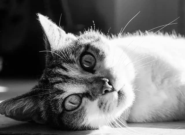 Guide d'achat de déguisements animaux réalistes